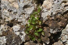 Plancia ëd Campanula fenestrellata Feer