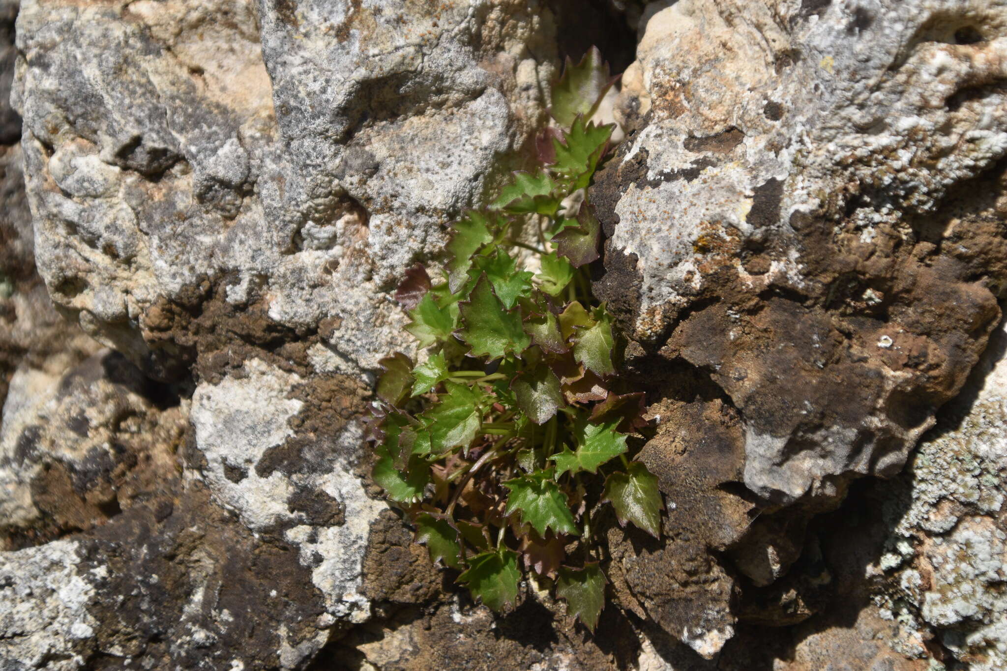 Plancia ëd Campanula fenestrellata Feer