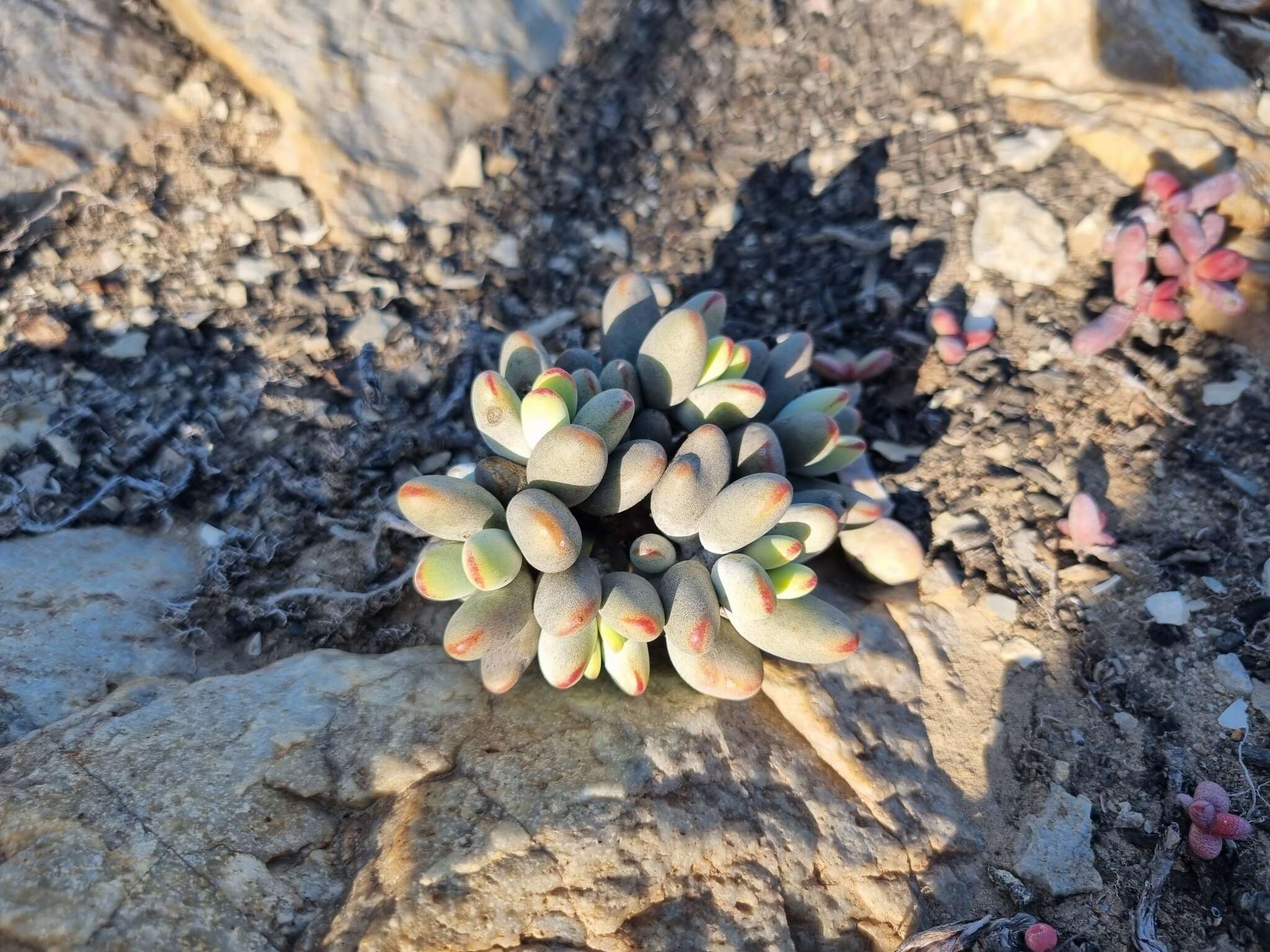 Crassula namaquensis Schönl. & Baker fil. resmi