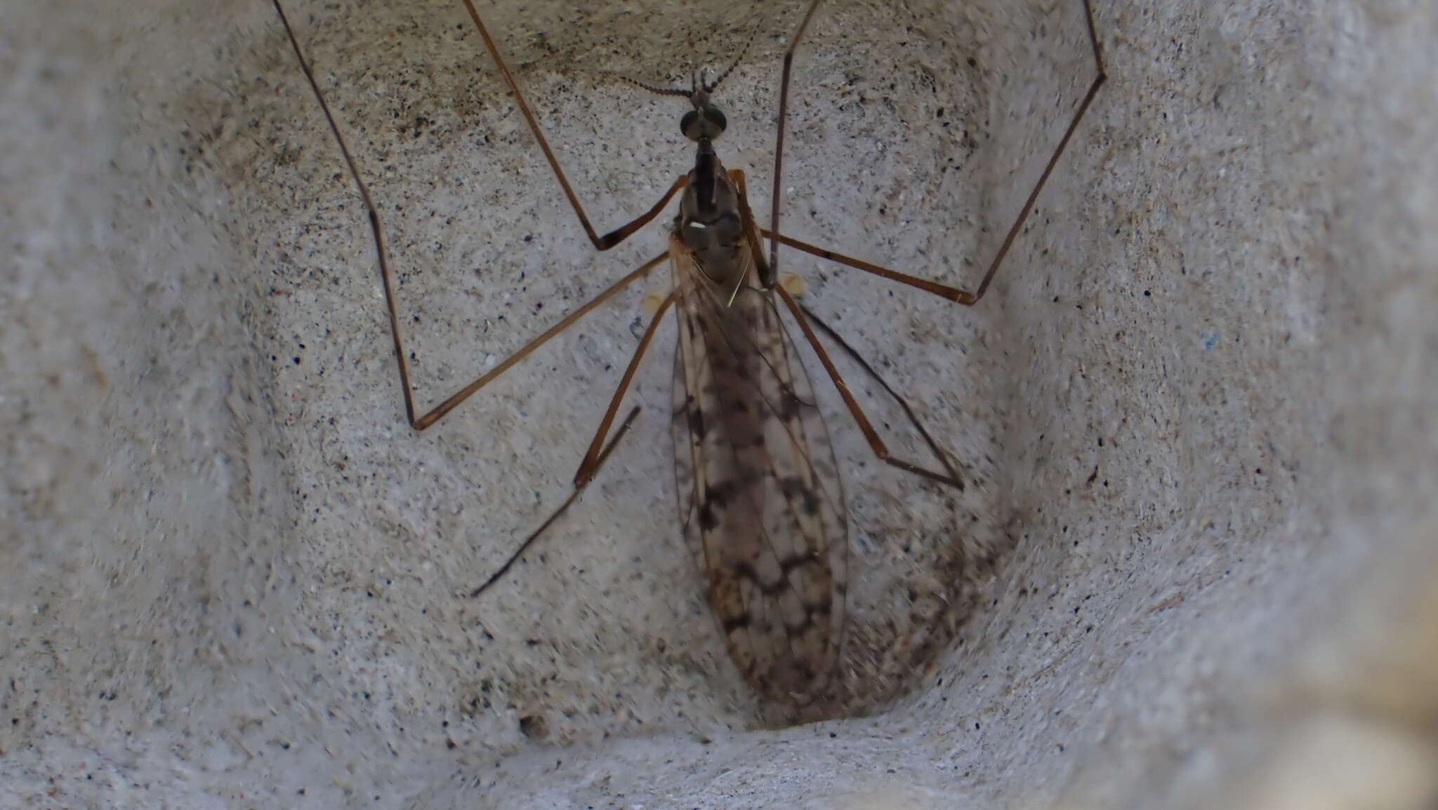 Image of Rhipidia (Rhipidia) maculata Meigen 1818