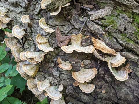 Image of False turkeytail