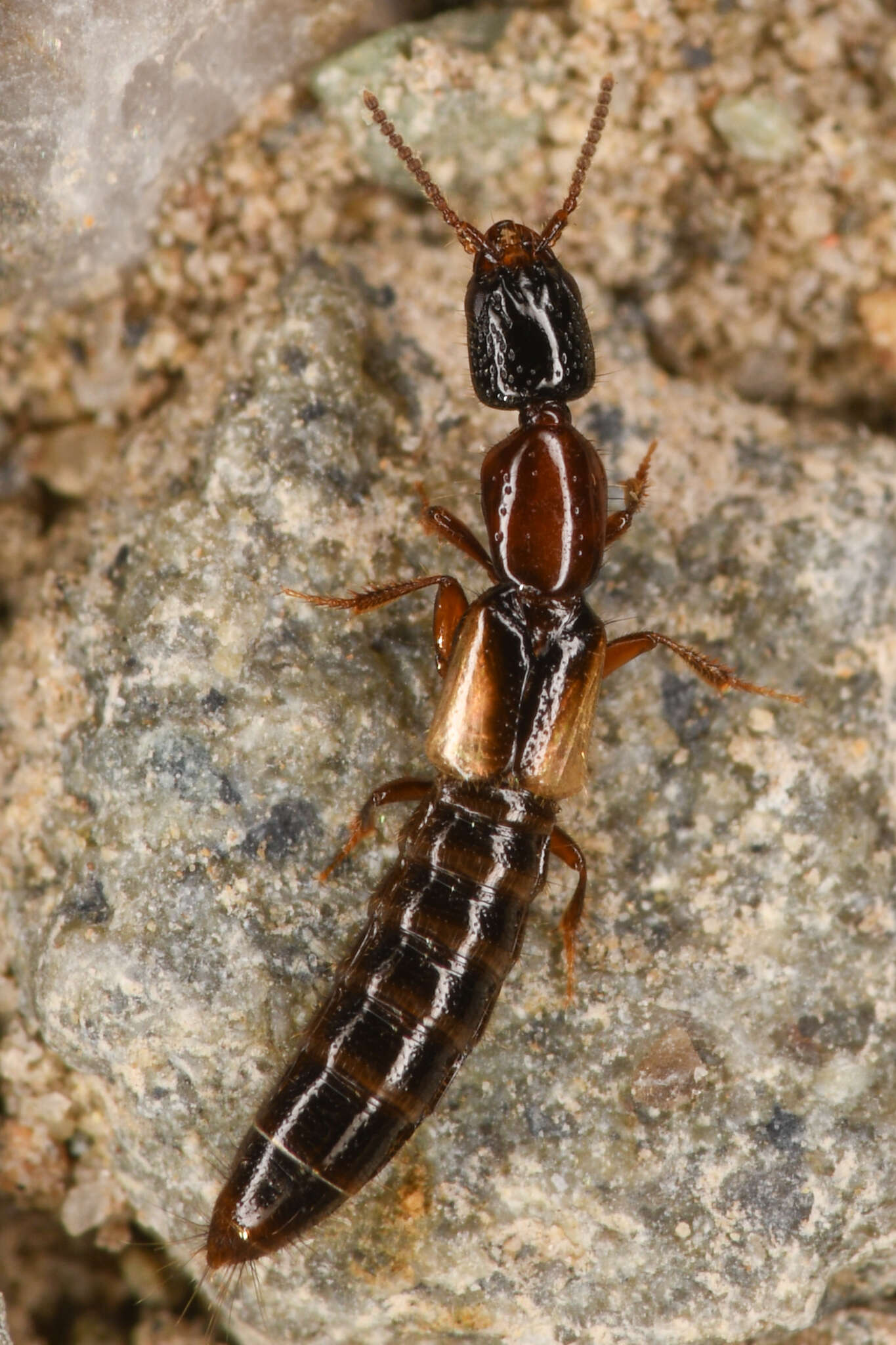 Image of Phacophallus pallidipennis (Motschulsky 1858)