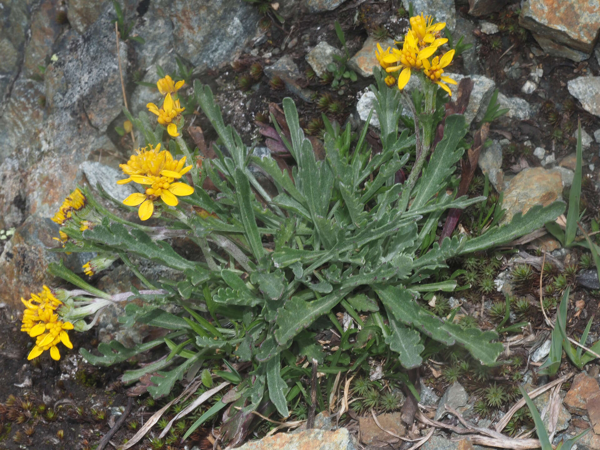 Image of Jacobaea carniolica (Willd.) Schrank