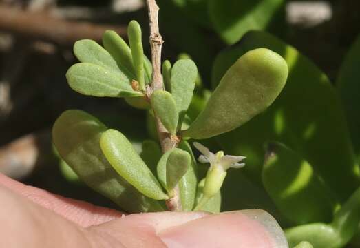 Image of Hawaii Desert-Thorn