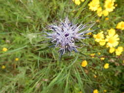 صورة Carduncellus caeruleus (L.) C. Presl