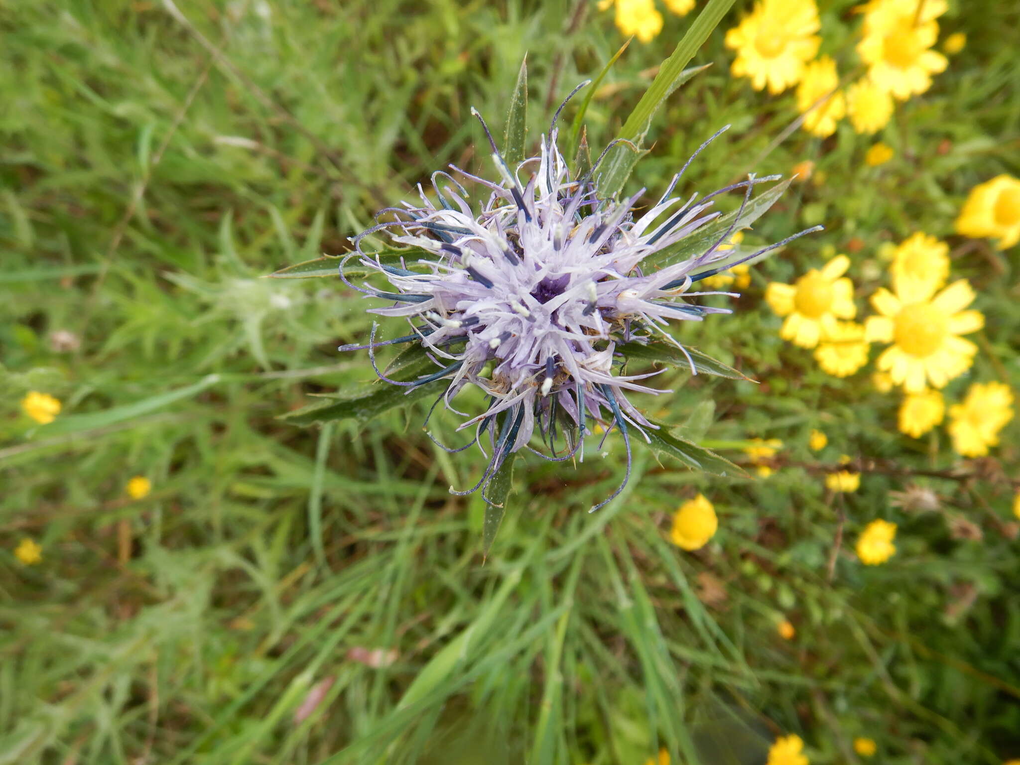 Carduncellus caeruleus (L.) C. Presl的圖片