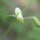 Image of Silene chihuahuensis Standl.