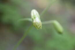 صورة Silene chihuahuensis Standl.