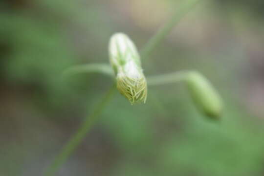 Imagem de Silene chihuahuensis Standl.