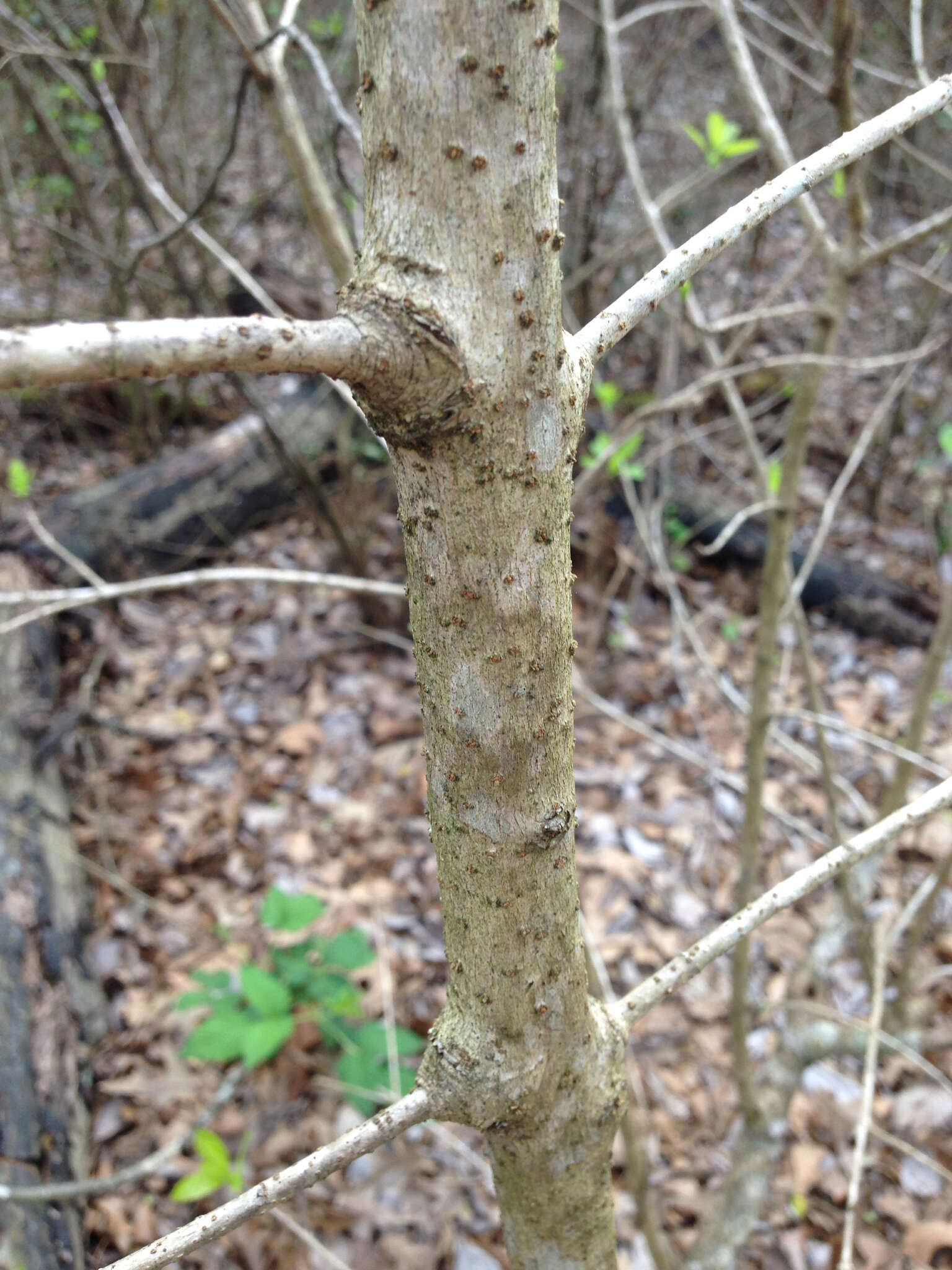 Imagem de Chionanthus virginicus L.