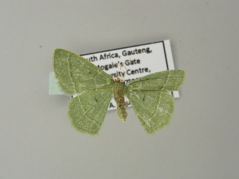 Image of <i>Chlorissa dorsicristata</i> Warren 1905
