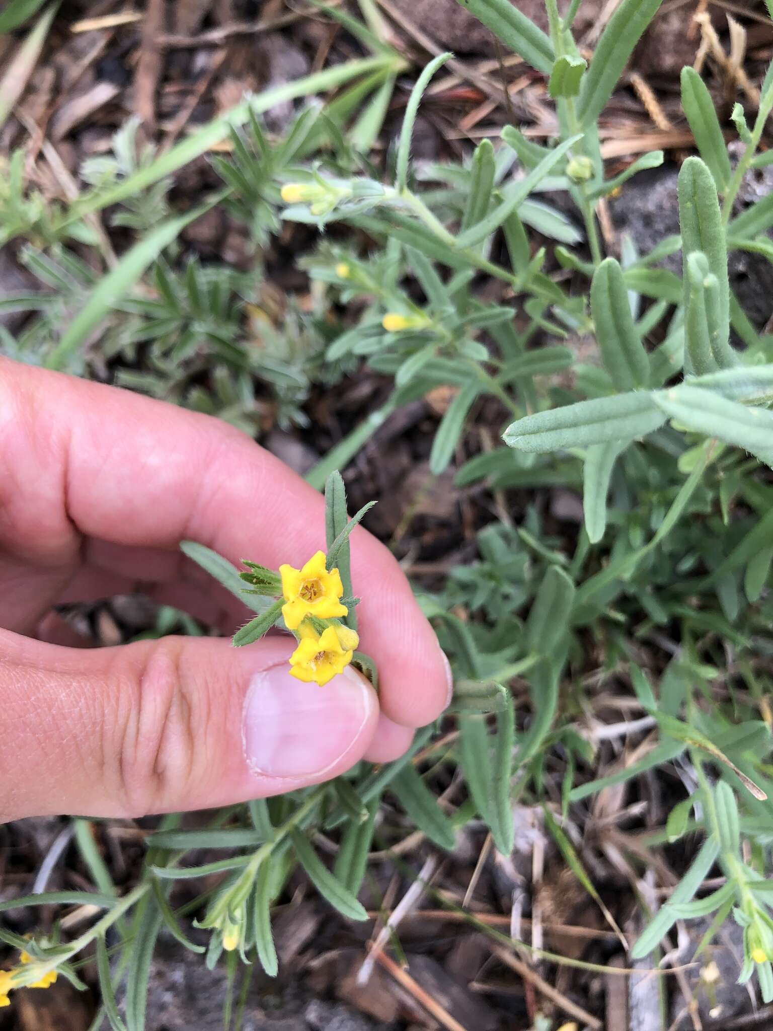 صورة Lithospermum multiflorum S. Wats.