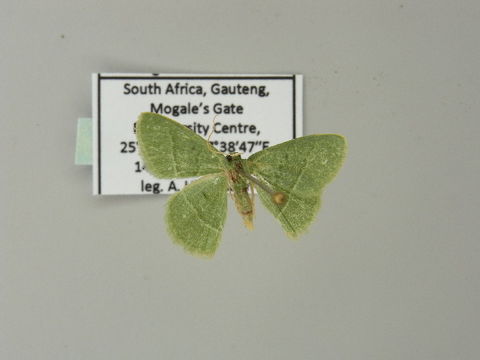 Image of <i>Chlorissa dorsicristata</i> Warren 1905