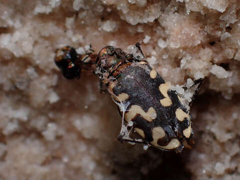 Image of Cicindela (Cicindelidia) carthagena Dejean 1831