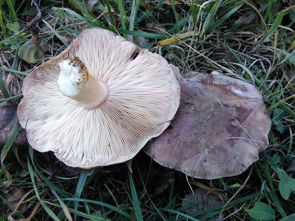 Image of Tricholoma populinum J. E. Lange 1933