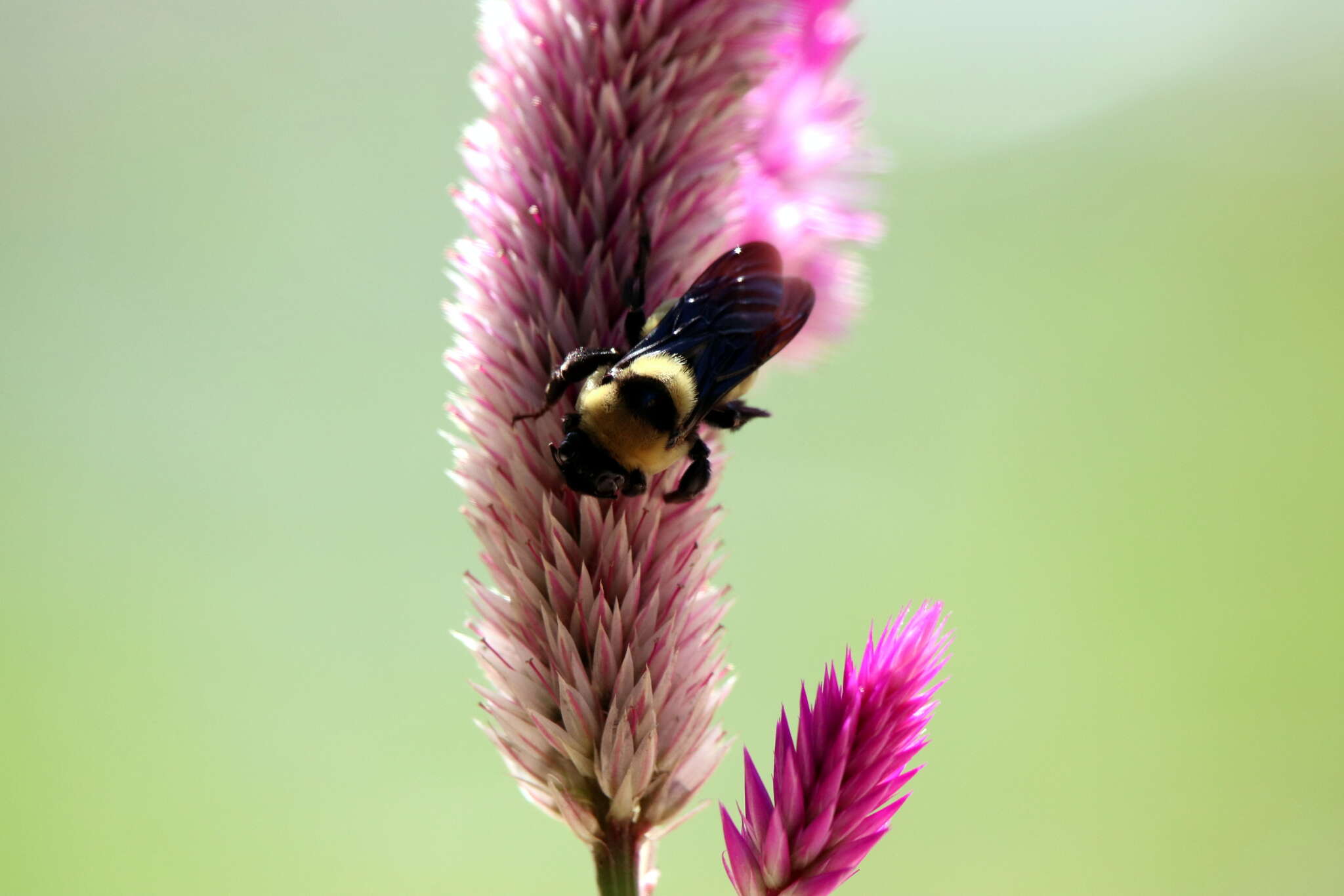 Слика од Bombus fraternus (Smith 1854)