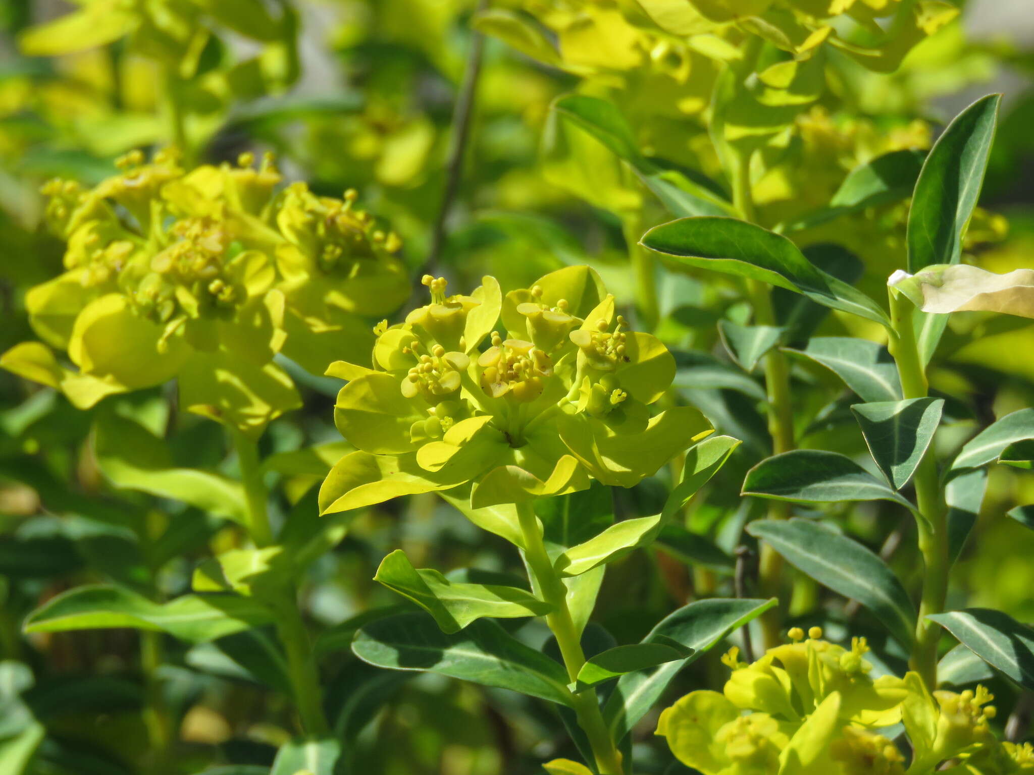 Image of Euphorbia hierosolymitana Boiss.