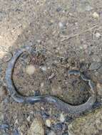 Image of Big-scaled Blind Snake