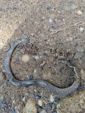 Image of Big-scaled Blind Snake