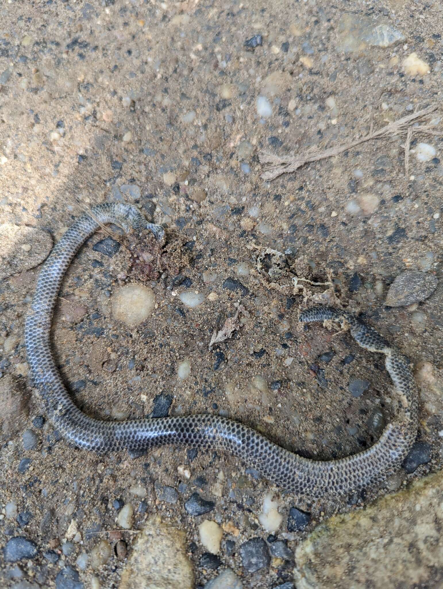 Image of Big-scaled Blind Snake