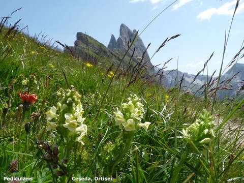 Слика од Pedicularis elongata A. Kerner