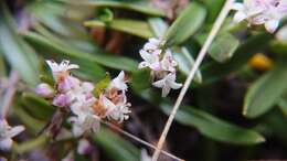 Imagem de Valeriana bracteata Benth.