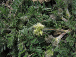 Image de Oxytropis pallasii Pers.