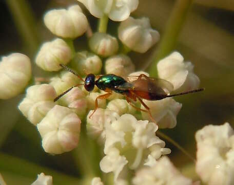 صورة Torymus nobilis Boheman 1834