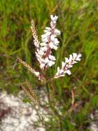 Polygonella robusta (Small) G. L. Nesom & V. M. Bates resmi