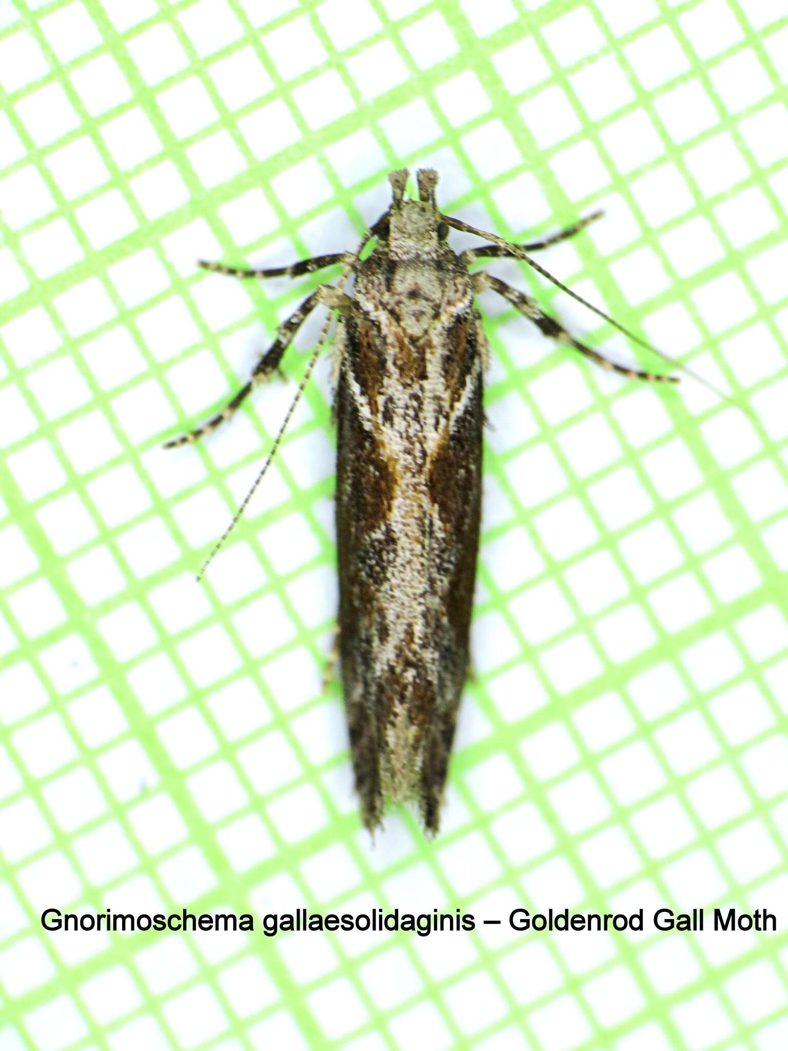 Image of Goldenrod Elliptical-Gall Moth