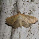 Слика од Herpetogramma fuscescens Warren 1892