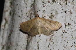 Image of Herpetogramma fuscescens Warren 1892