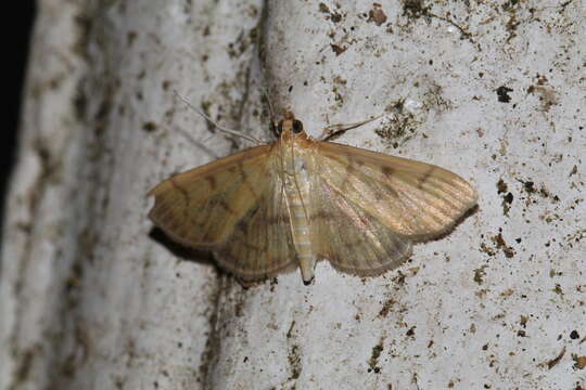 صورة Herpetogramma fuscescens Warren 1892