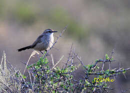 Image of Band-tailed Earthcreeper