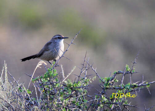 Image of Band-tailed Earthcreeper