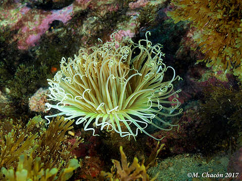 Image of Mediterranean cerianthid