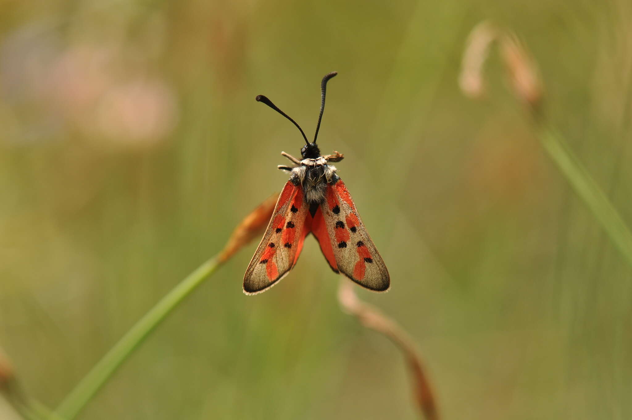 Image of Zygaena rhadamanthus Esper 1793