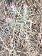 Image of Red Toothed Star-thistle