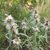 Image de Monarda citriodora var. austromontana (Epling) B. L. Turner