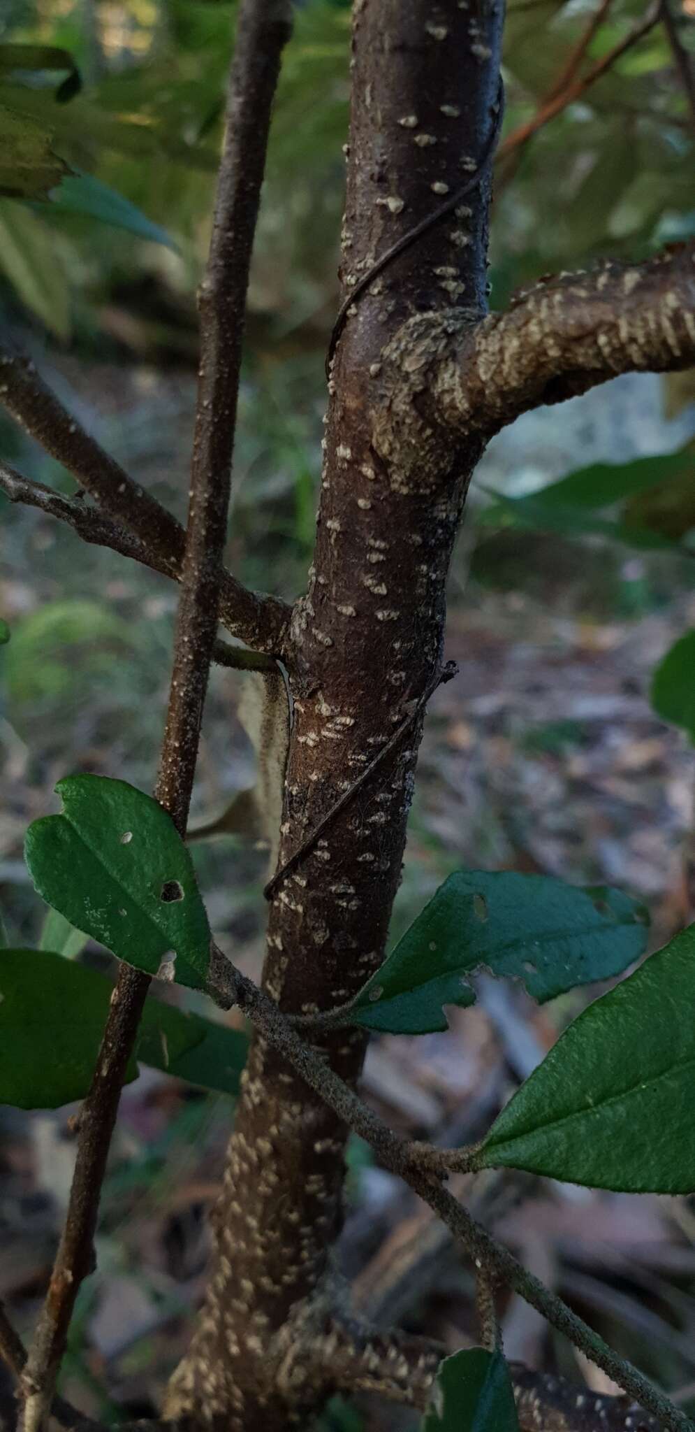 Image of Asterolasia correifolia (A. Juss.) Benth.