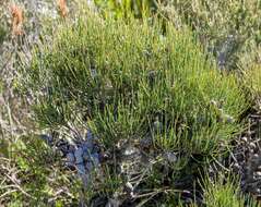 Image of Allocasuarina humilis (Otto & A. Dietr.) L. A. S. Johnson