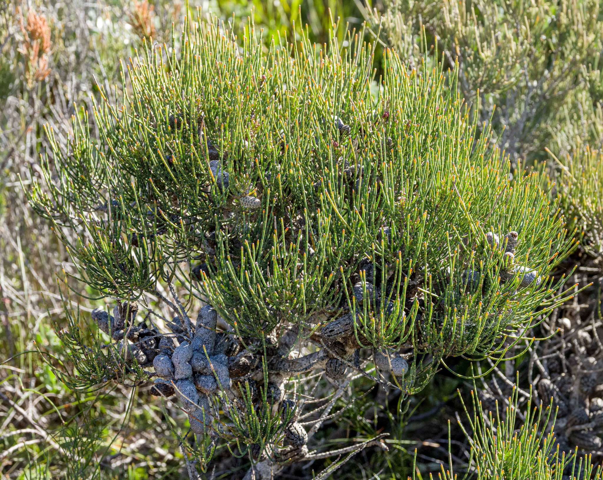 Image of Allocasuarina humilis (Otto & A. Dietr.) L. A. S. Johnson