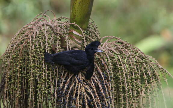 Image of umbrellabird