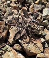 Image of bearded jewelflower