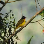 Image of Flame-throated Bulbul