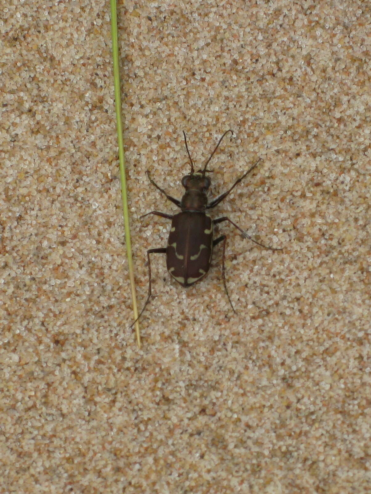 Image of Cicindela (Cicindela) repanda novascotiae Vaurie 1951