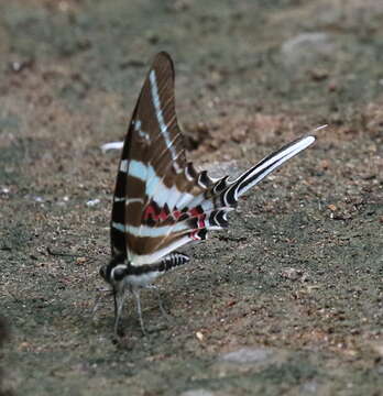 Слика од Graphium rhesus (Boisduval 1836)