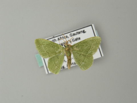 Image of <i>Chlorissa dorsicristata</i> Warren 1905
