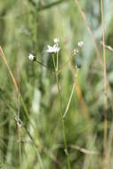 Image of Alepidea delicatula Weimarck