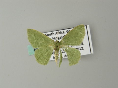 Image of <i>Chlorissa dorsicristata</i> Warren 1905